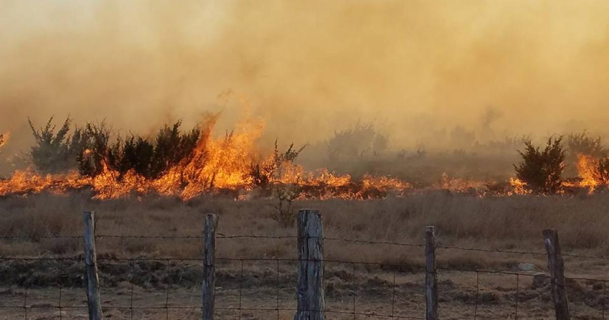 Texas A&M Forest Service Update on Devastating Wildfires
