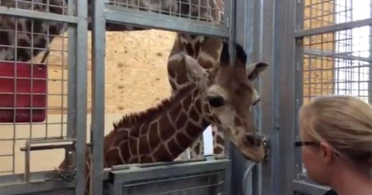 Abilene Zoo Prepares to Celebrate World Giraffe Day