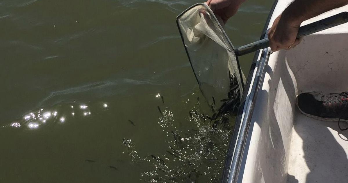 Twin Buttes Stocked with 8,000 Bass Thanks to TPWD Program, Local Man's