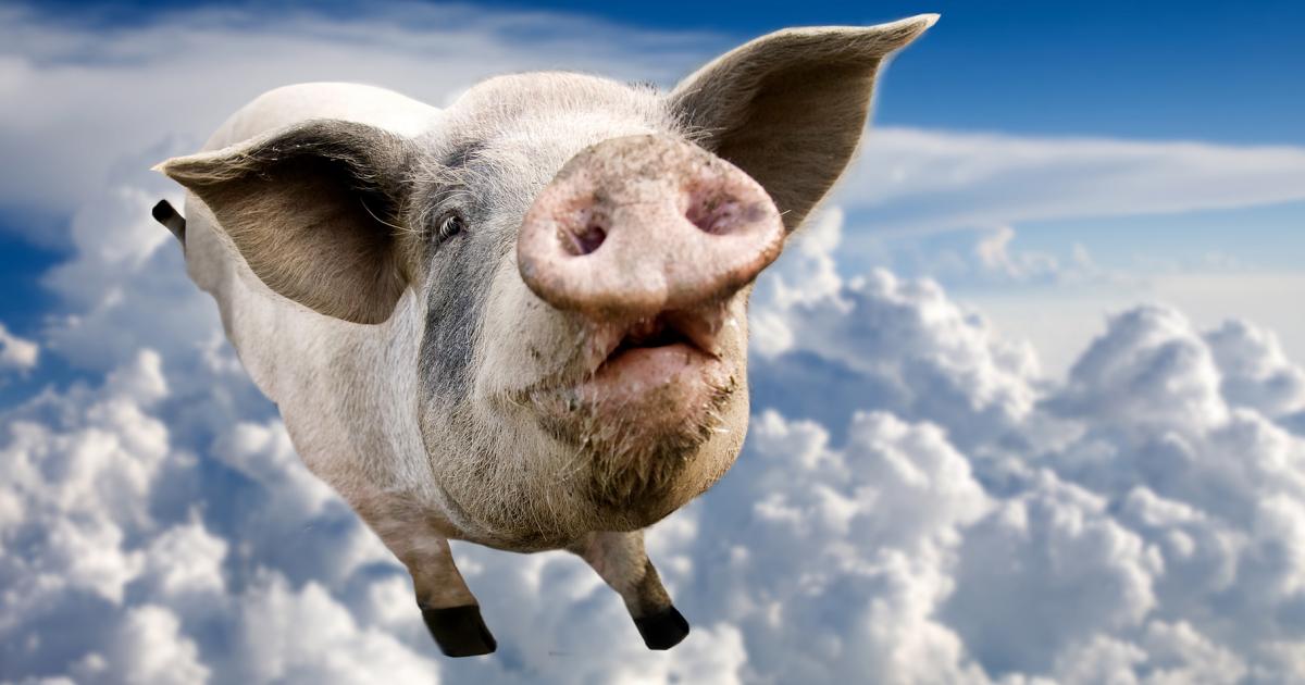 When Pigs Fly