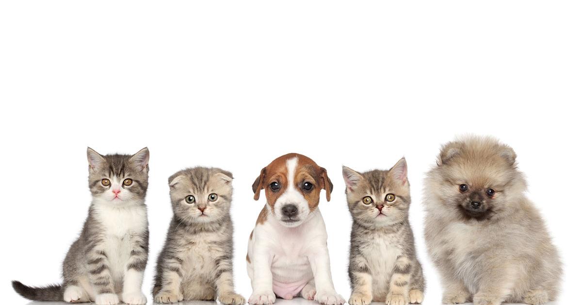 Make pets. Pets make good friends. making animal.