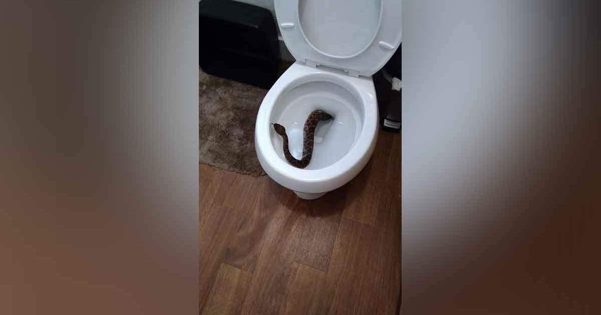 Rattlesnake Found in Toilet Leads to Discovery of 23 More in this Jones ...