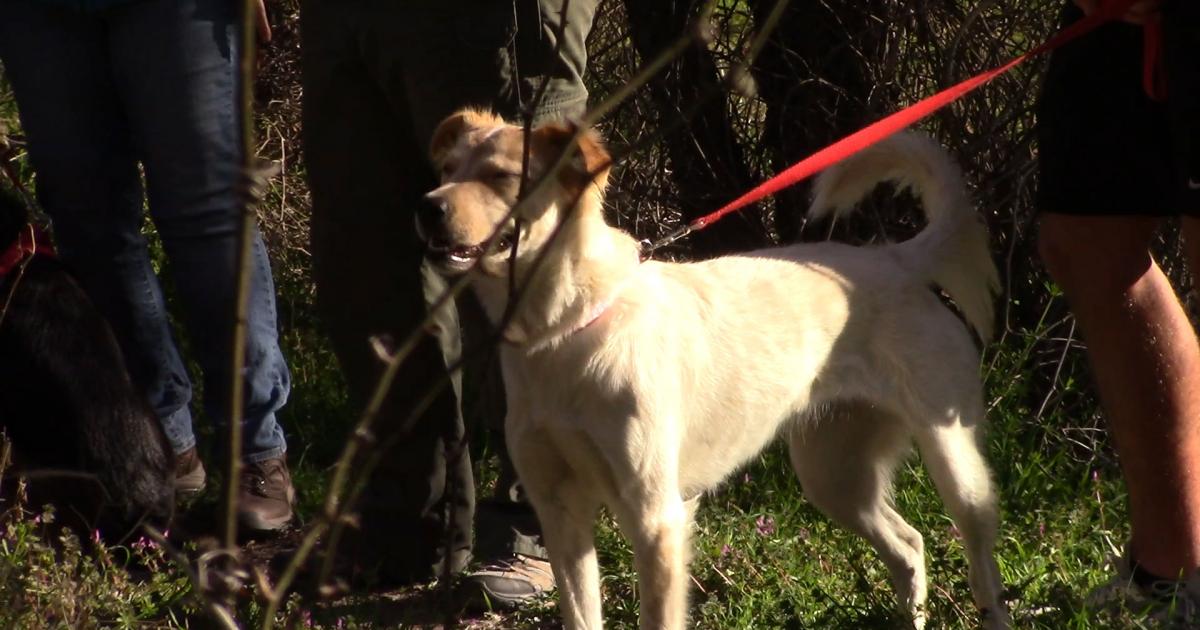 San Angelo State Park Holds Hike for Dogs, Owners