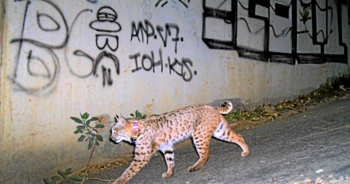 Wild Cat Sightings in Town Prompt Urban Bobcat Study