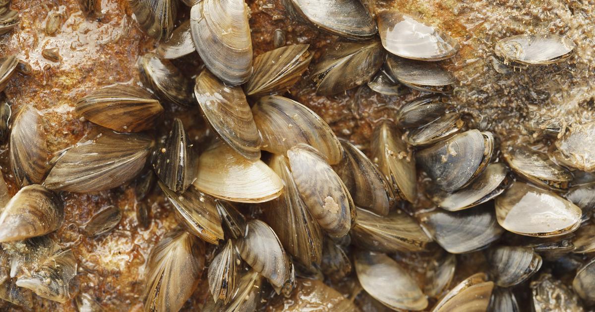 O.H. Ivie Reservoir Officially 'Infested' with Invasive Zebra Mussels