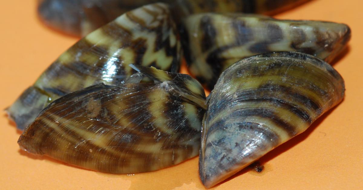 Texas Parks & Wildlife Dept. Urges Boaters to Combat Zebra Mussels