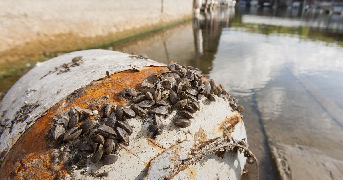 Invasive Zebra Mussels Infest Another Texas River Basin