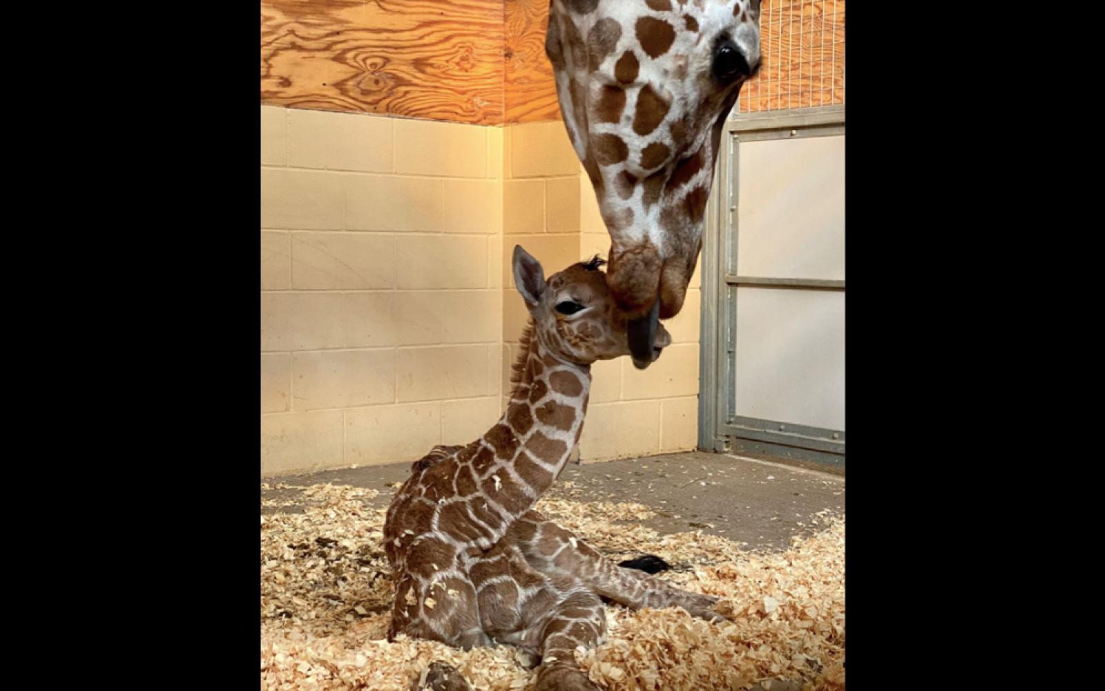 New Baby Giraffe Arrives At Abilene Zoo (Contributed / Abilene Zoo)