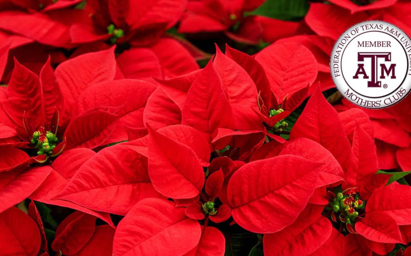 Poinsettias for Aggie Moms in 2020