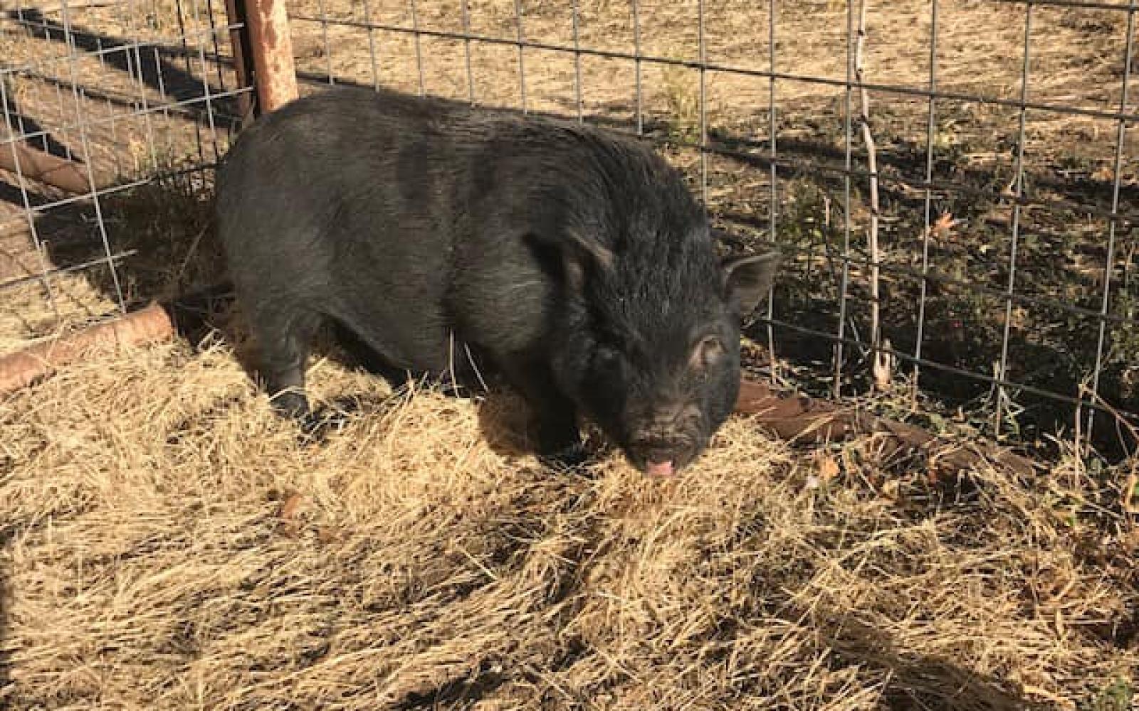 Found Pot Belly Pig (Contributed/COSA)