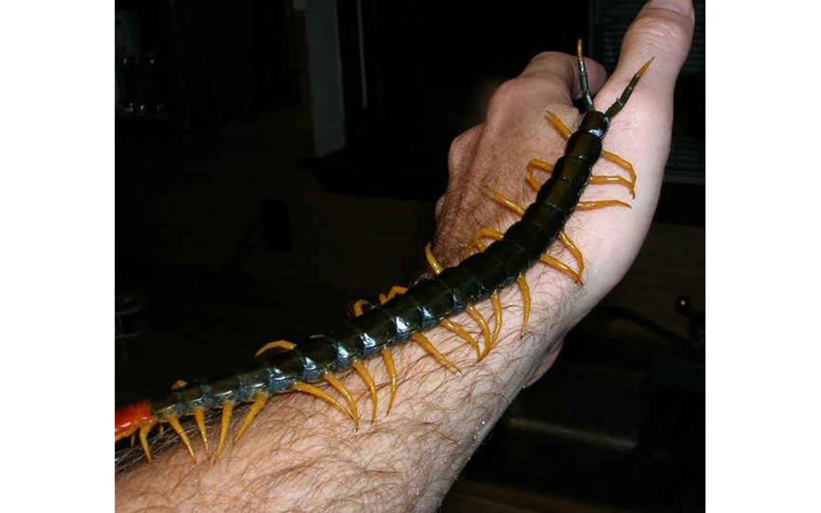 Centipede