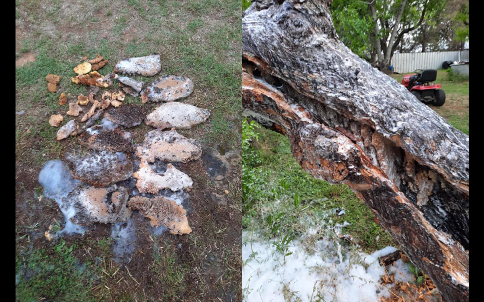 Bee Hive Attack | Breckenridge Fire Department