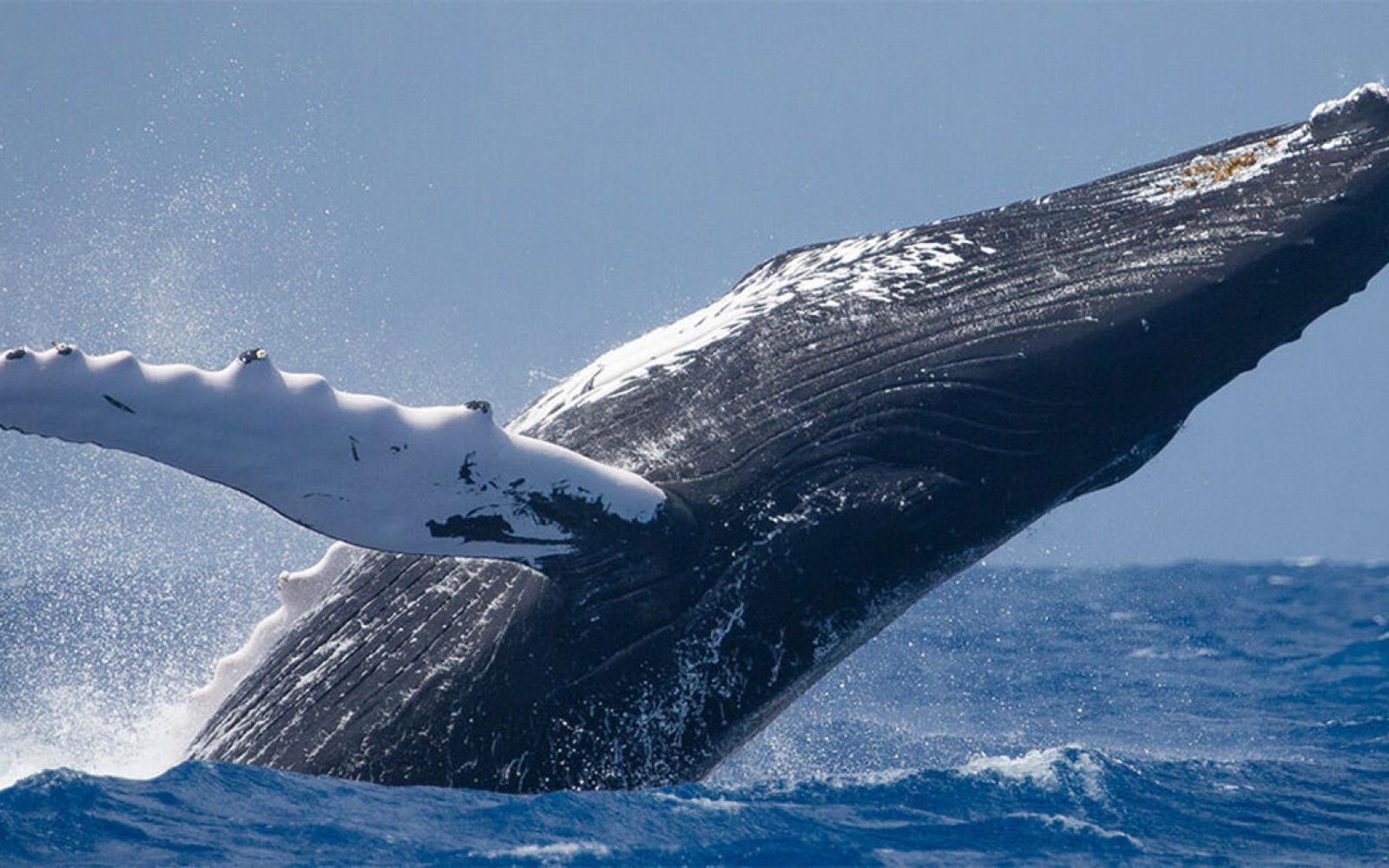 Humpback whale