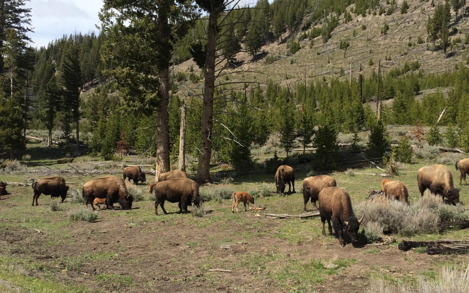 Yellowstone National Park bison