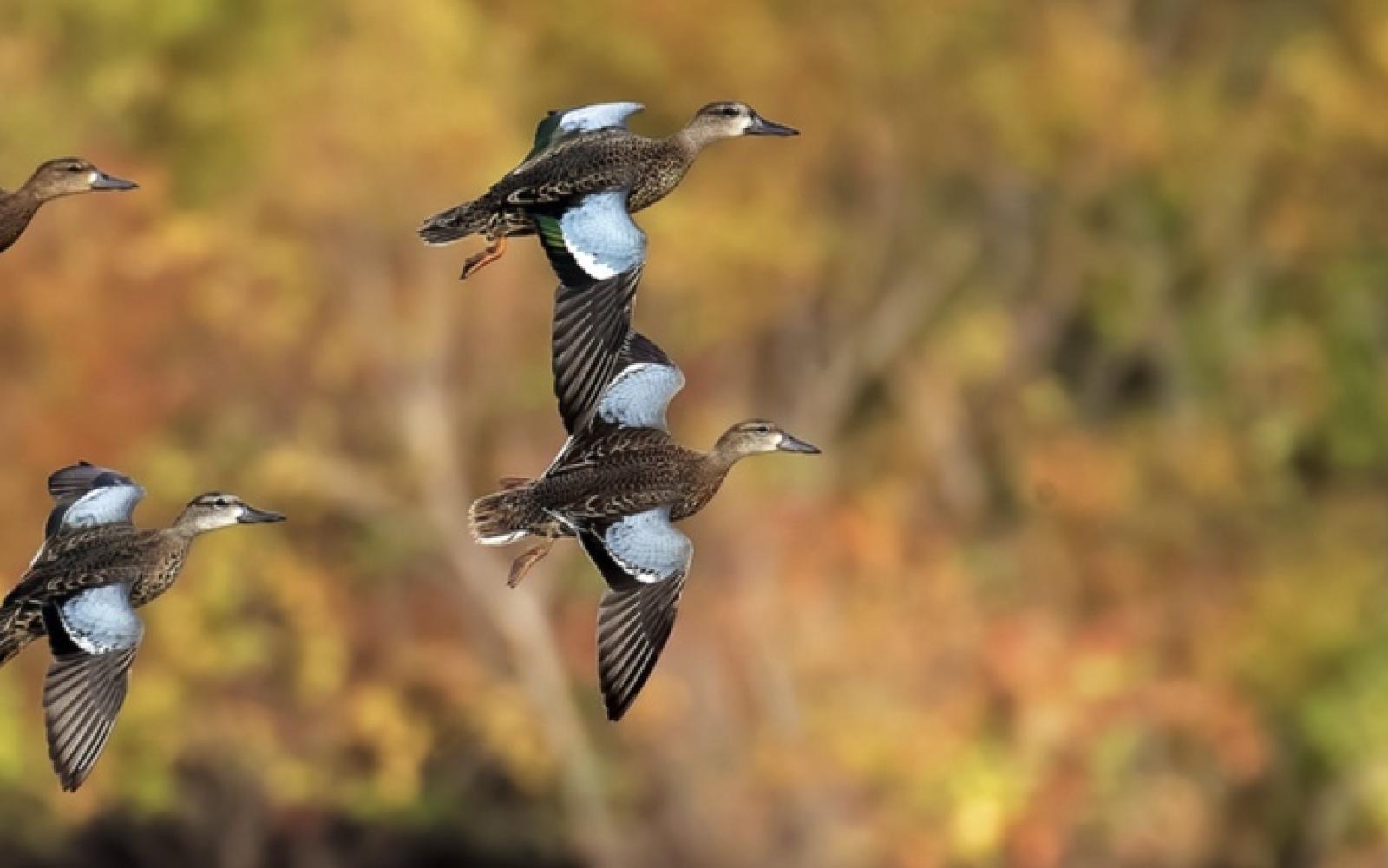 Flying Teal (Contributed/Outdoorlife.com)