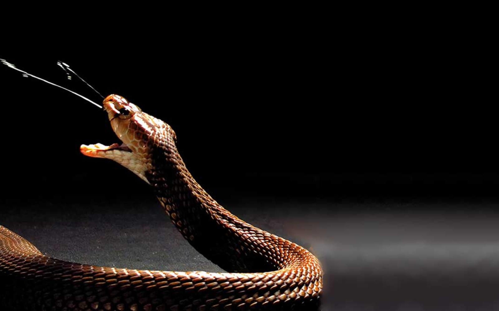 A spitting cobra