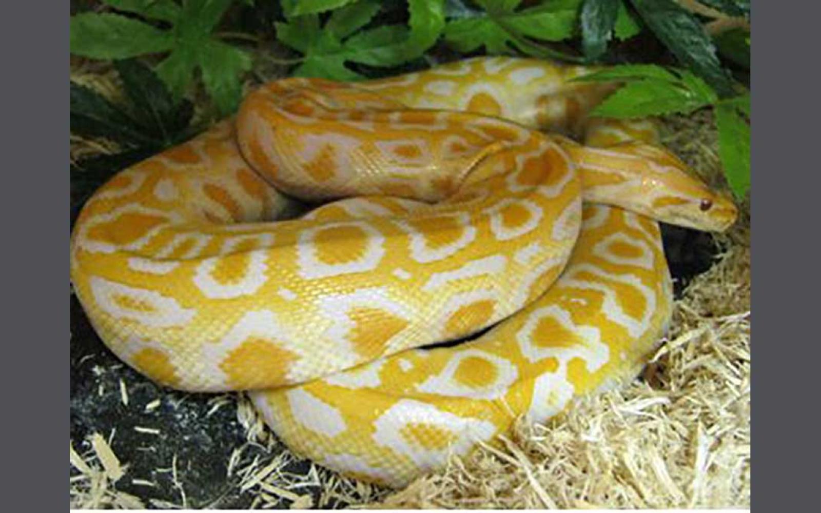 Yellow Burmese Python