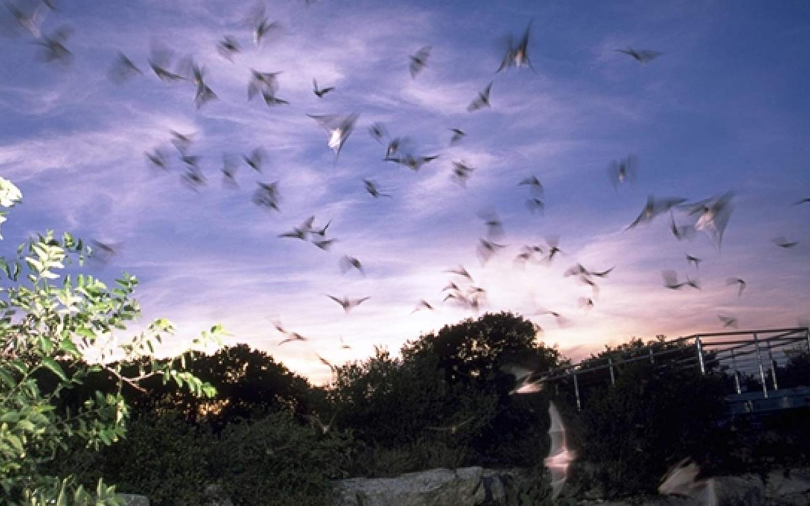 Bat Flight at the Devil's Sinkhole Rocksprings (Contributed/TPWD)