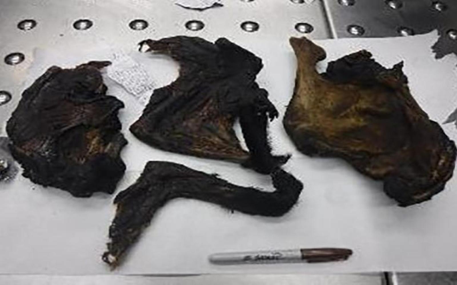 CBP Confiscates Bushmeat (Contributed/CBP)