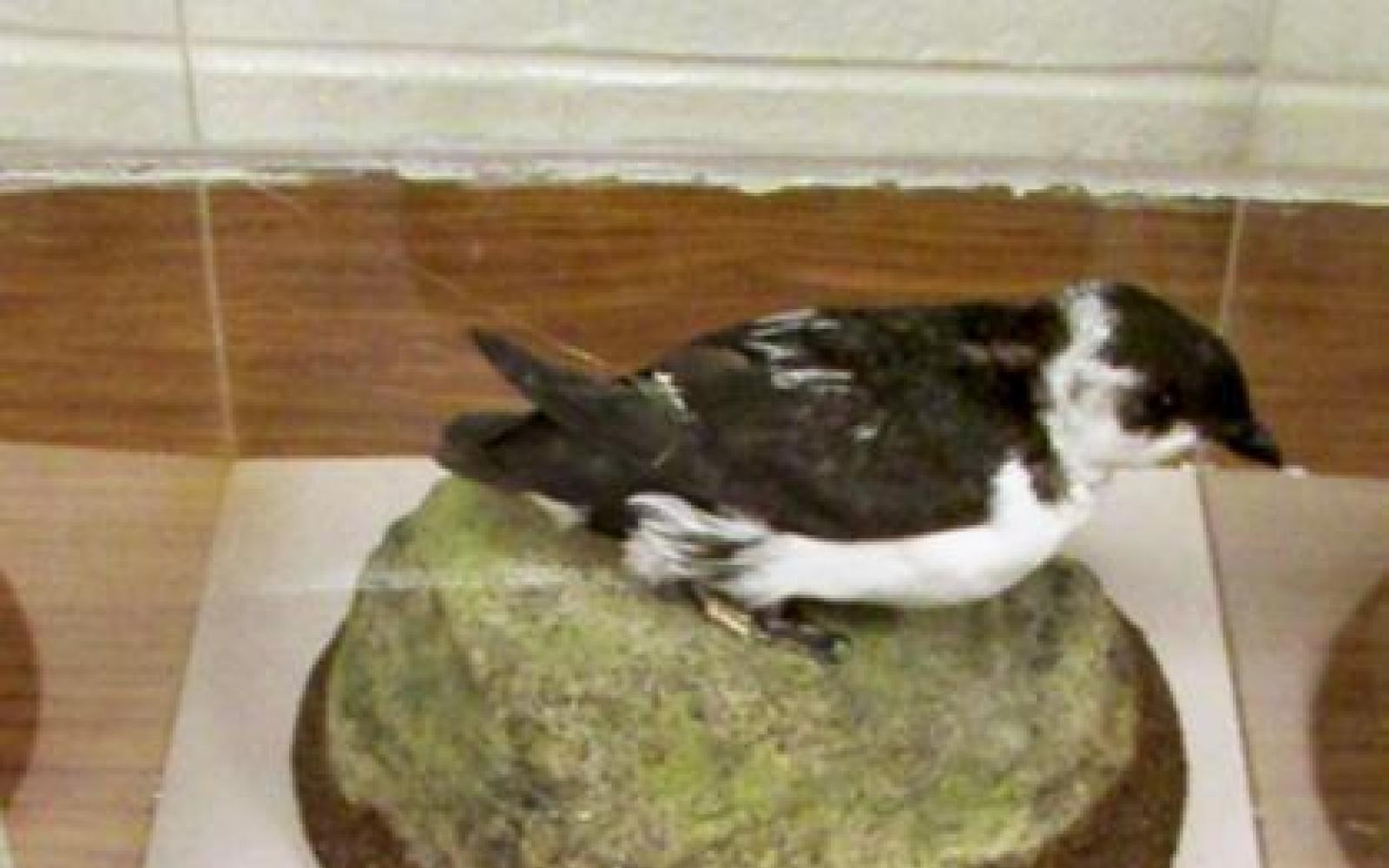 Little Auk Taxidermied Bird (Contributed/CBP)