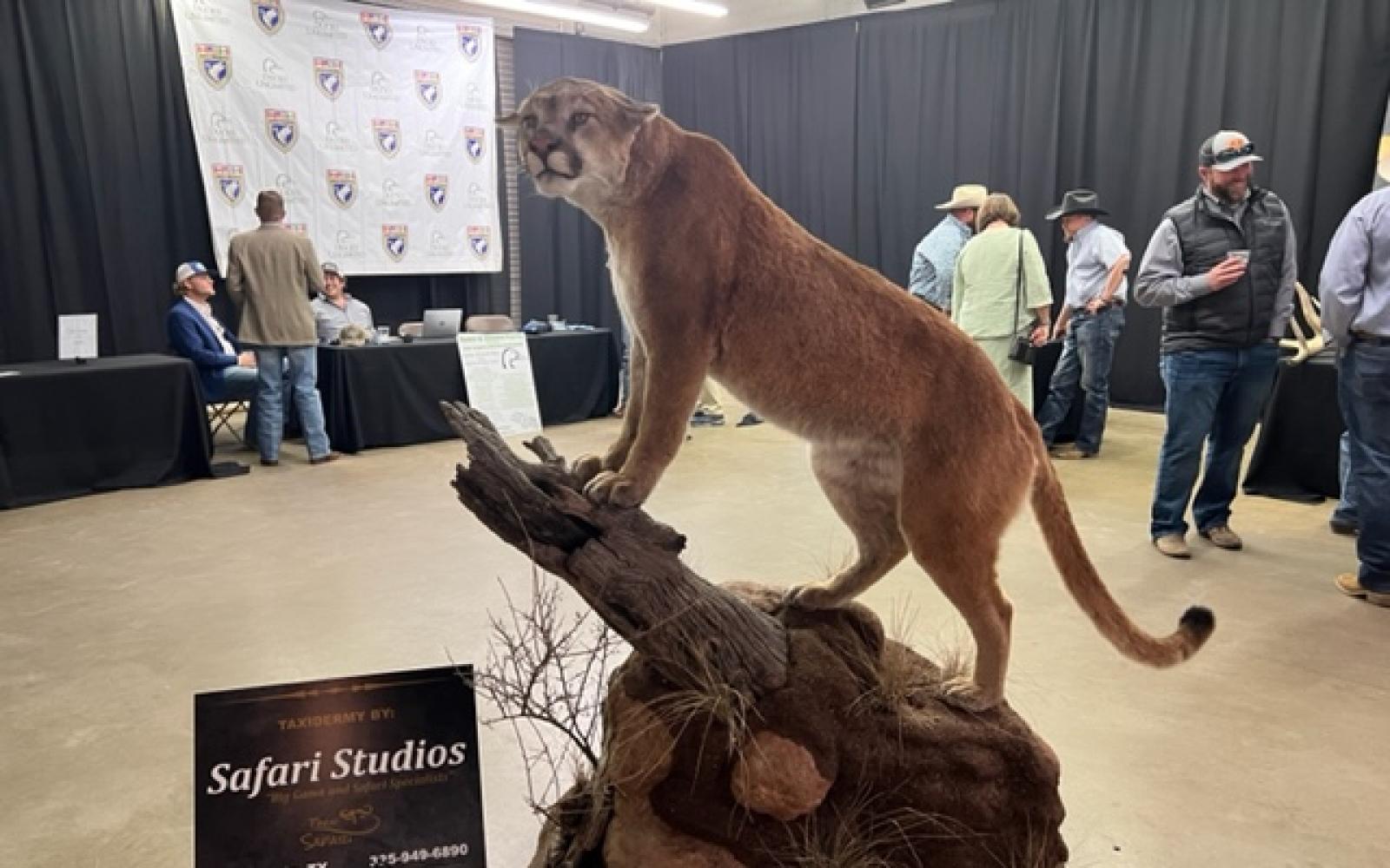 San Angelo SCI 2022 Banquet Mountain Lion by Safari Studios (LIVE! Photo/Yantis Green)
