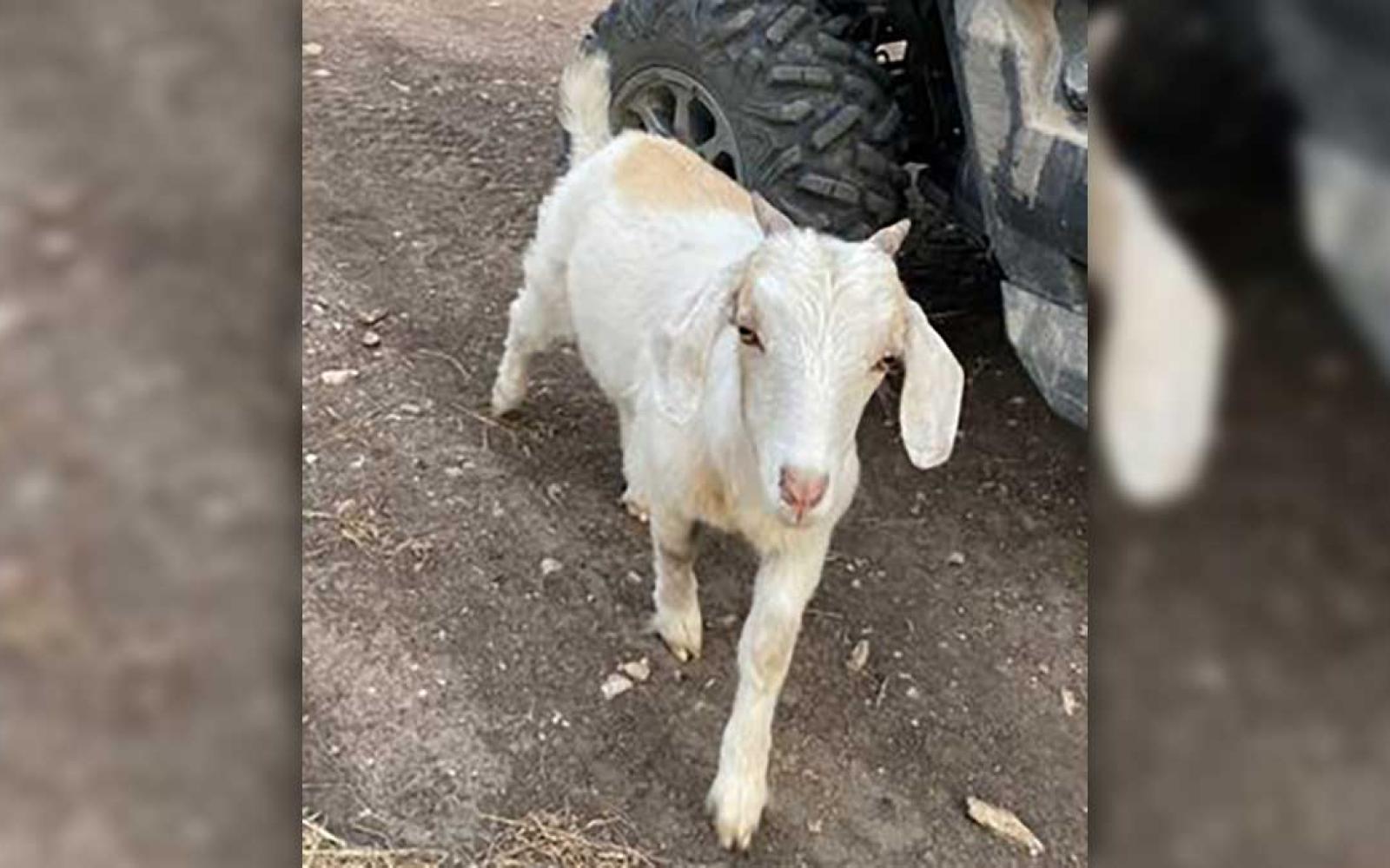 Kevin Goats went missing near the Stripes Convenience Store in the 3900 block of N. Chadbourne St. several days ago as of June 28, 2022.