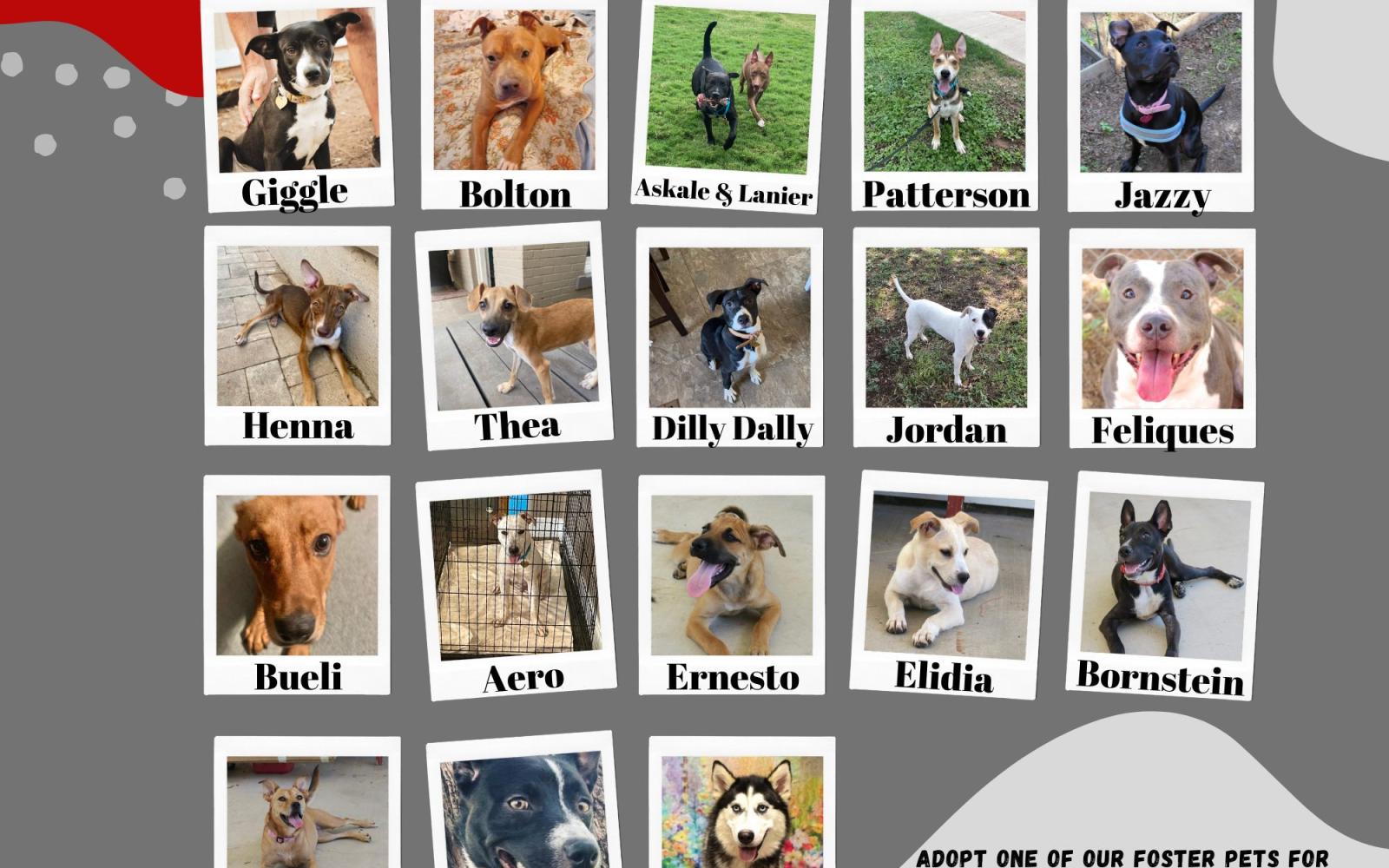 Concho Valley PAWS Adoption at Petco 9.10.22 (Contributed/COSA)