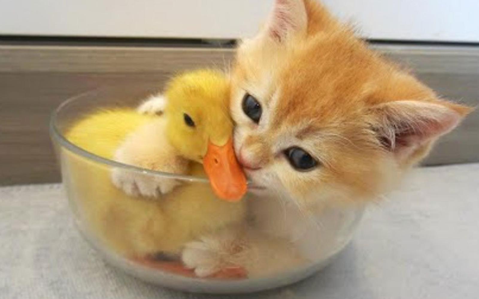 A kitten and a duck.