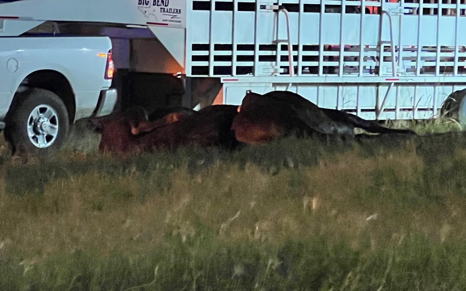 Mass Cattle Casualty Crash Closes Loop 306 on Nov. 3, 2022