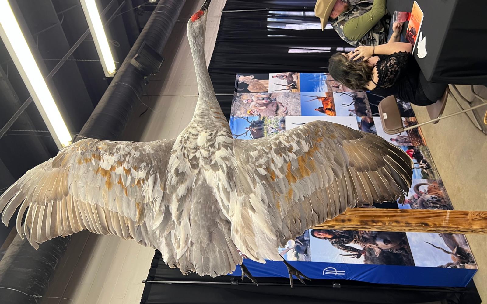 SCI 2023 Hunters Extravaganza Crane (LIVE! Photo/Yantis Green)