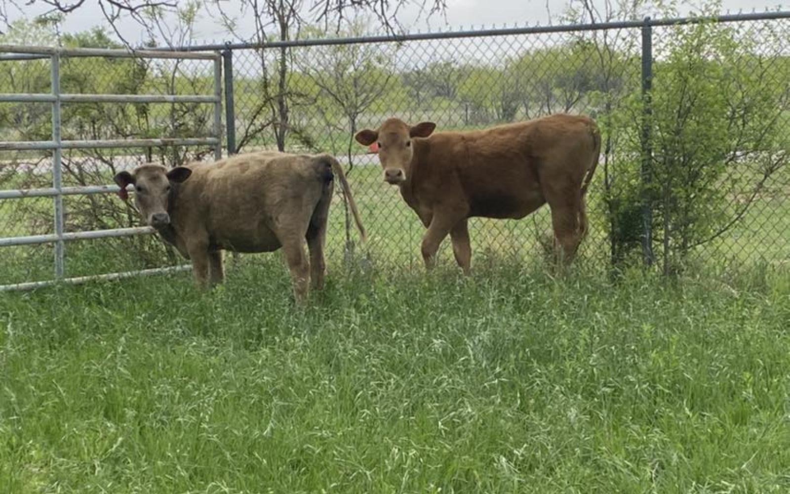 calvesshelter4.10.23 (Courtesy/COSA)