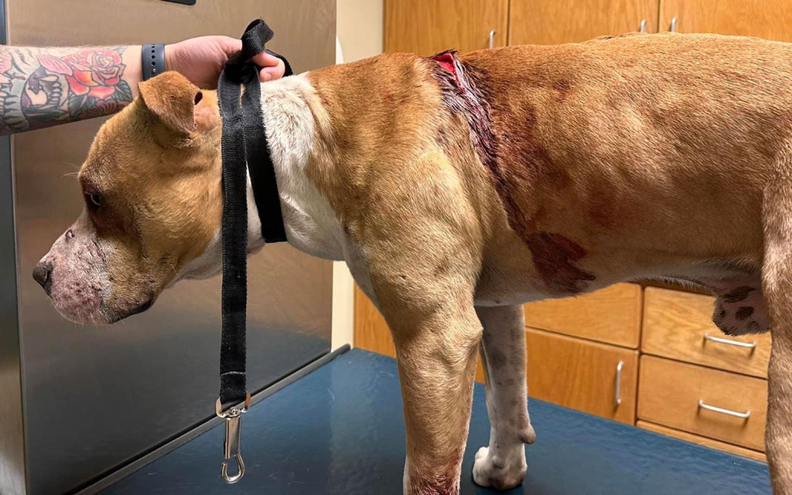 Three Large Dogs Attacked With a Machete in Homeless Camp.