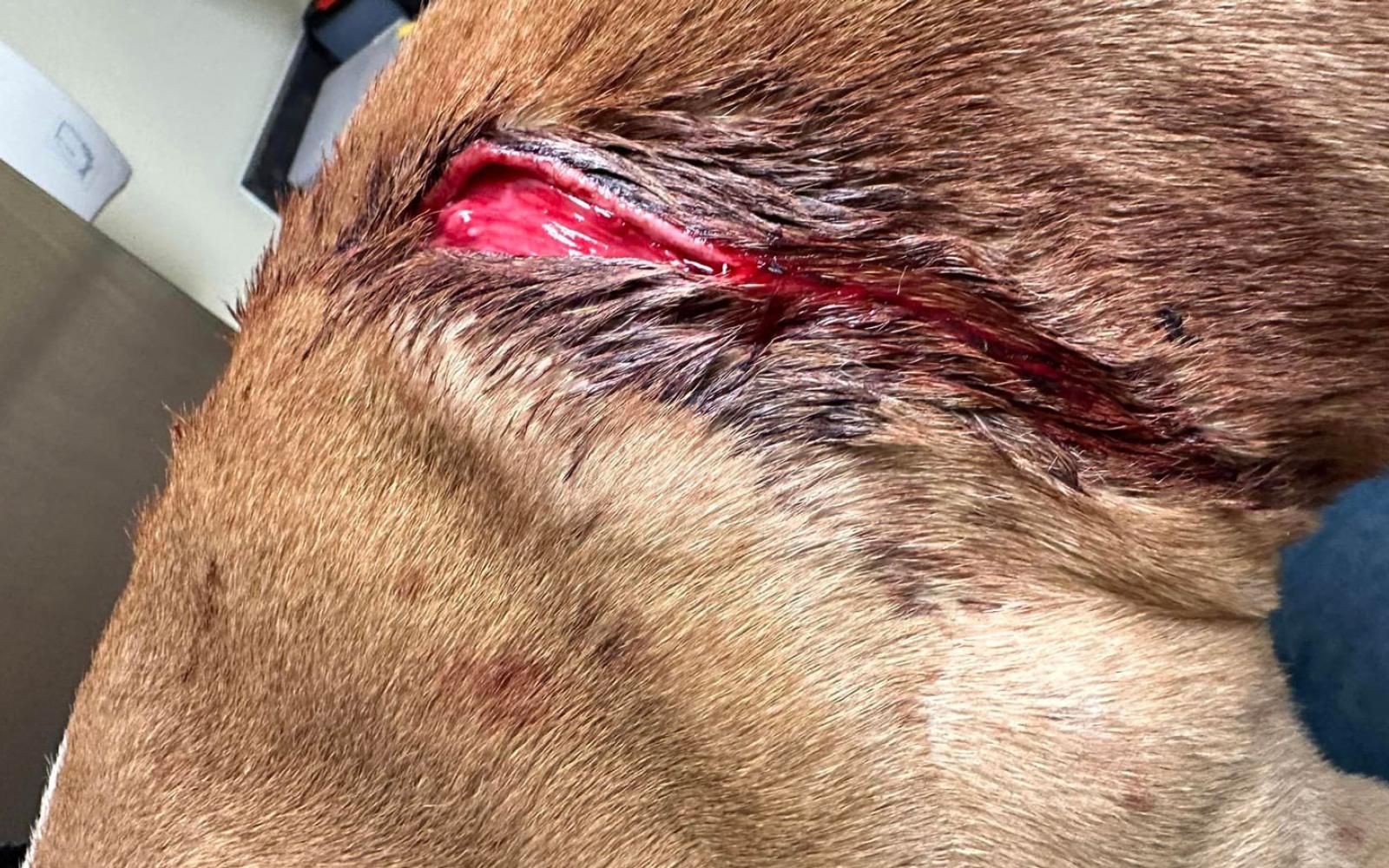 Three Large Dogs Attacked With a Machete in Homeless Camp.
