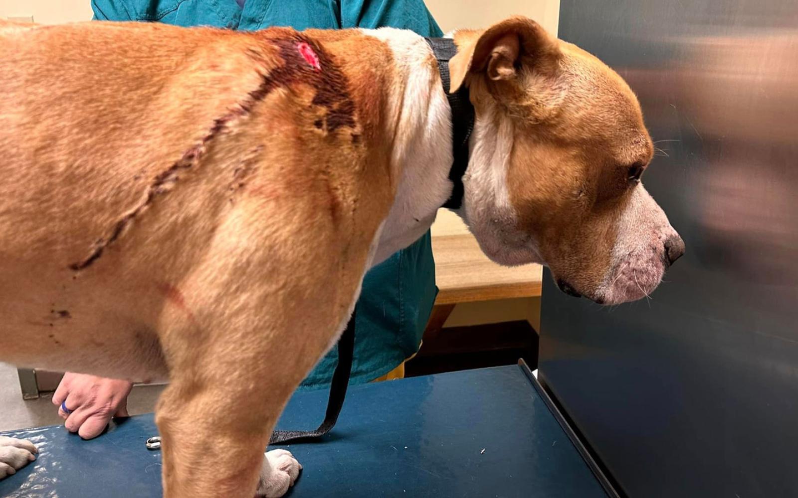 Three Large Dogs Attacked With a Machete in Homeless Camp.