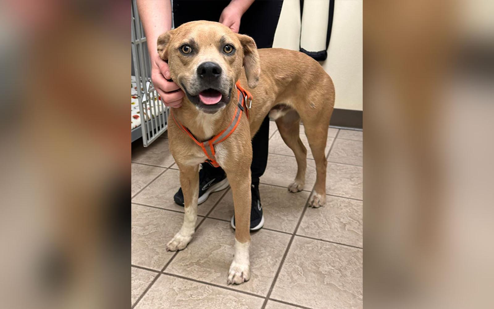 Three Large Dogs Attacked With a Machete in Homeless Camp.