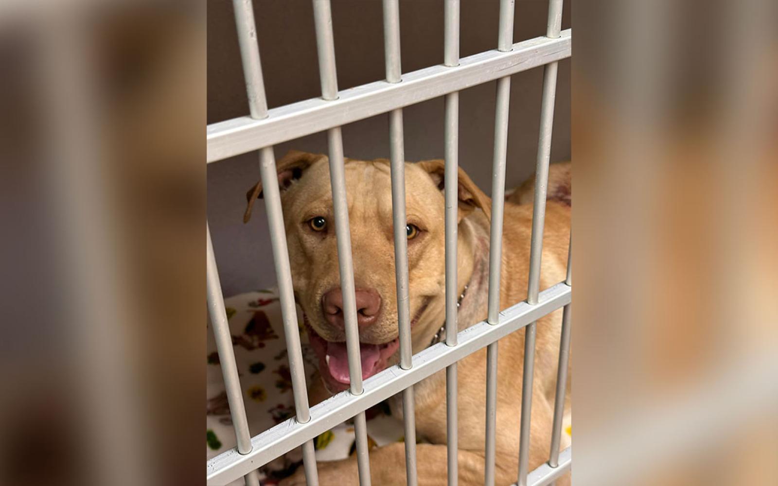 Three Large Dogs Attacked With a Machete in Homeless Camp.