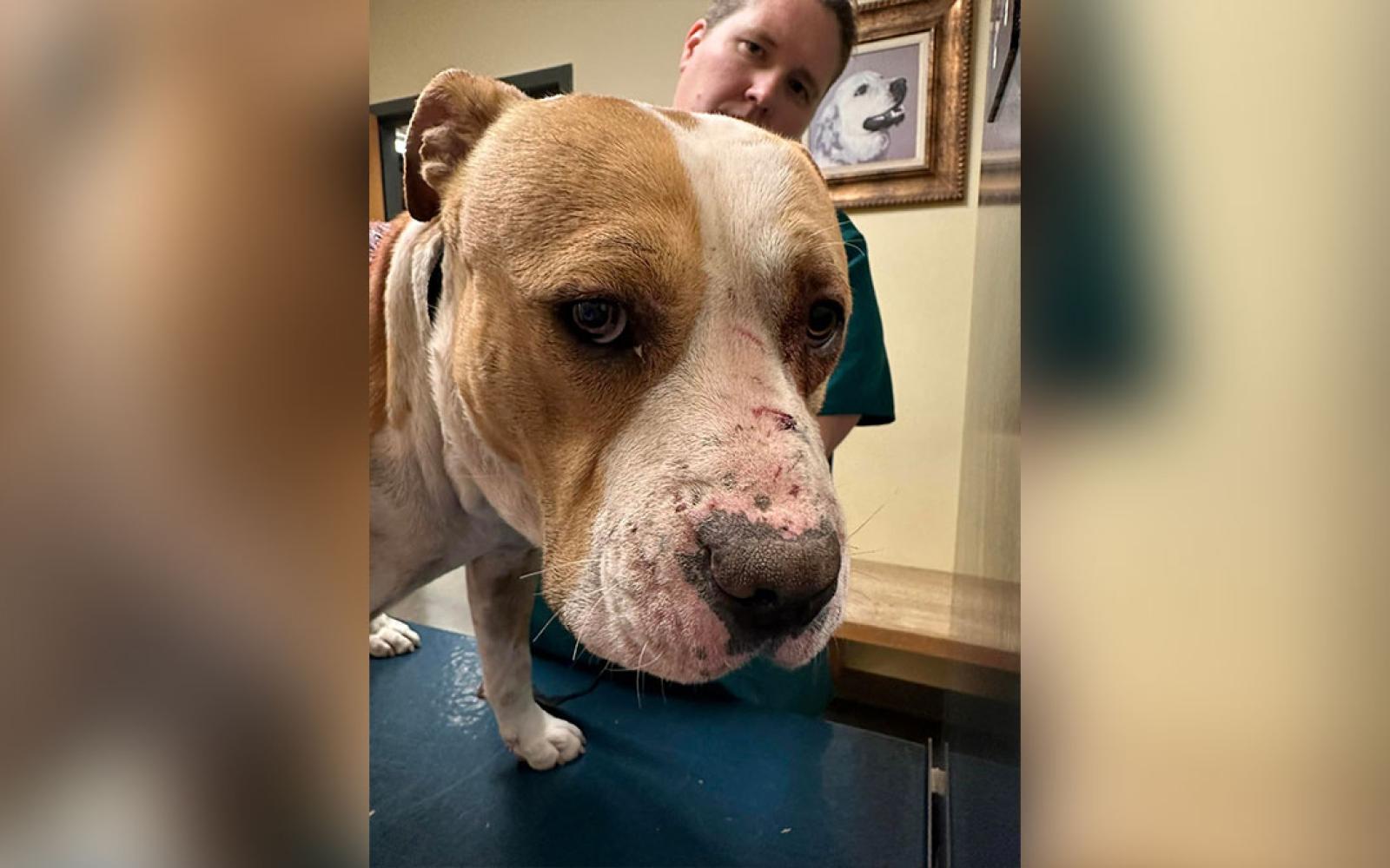 Three Large Dogs Attacked With a Machete in Homeless Camp.