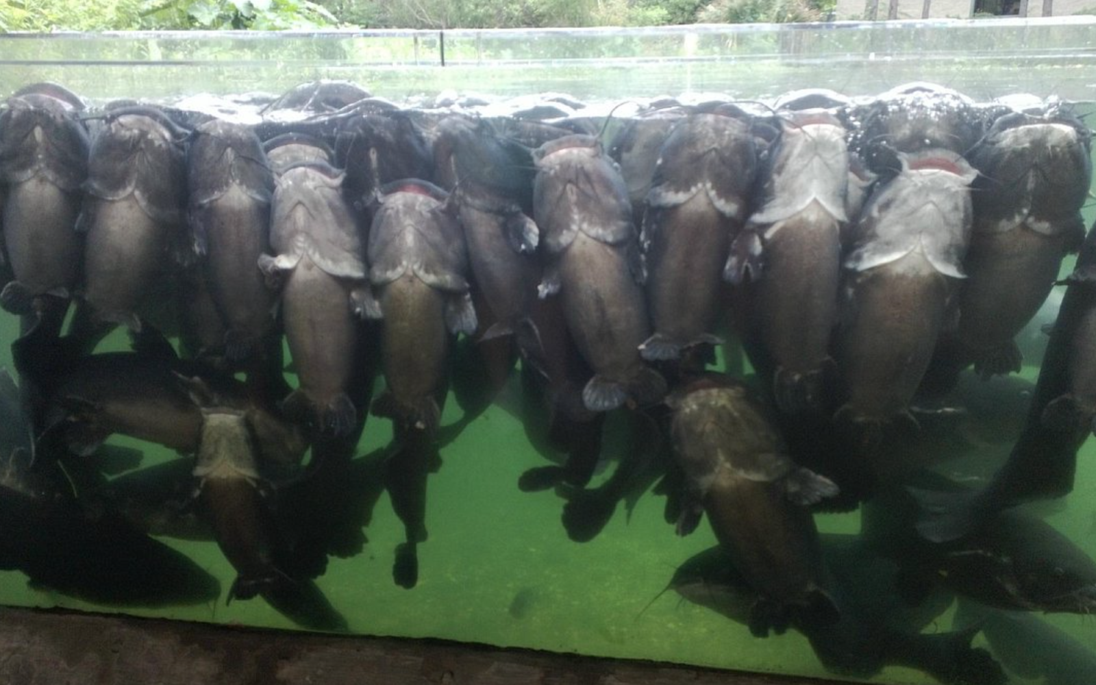 Fish at the Texas Freshwater Fisheries in Athens (Courtesy/Trip Advisor)