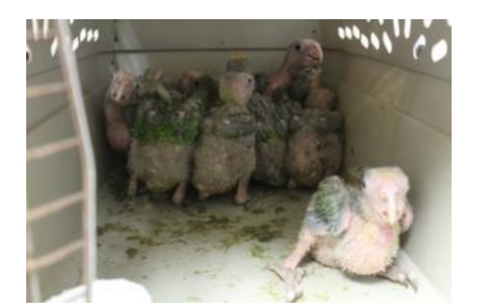 Baby Parrots Seized in Hidalgo (Courtesy/CBP)