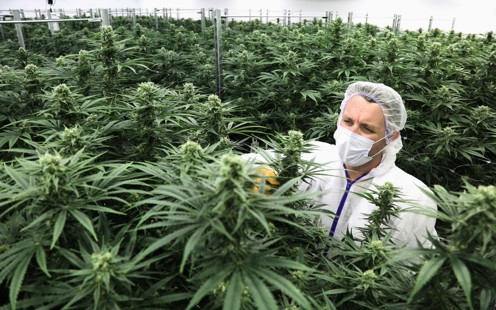 Legal Canadian Marijuana (Courtesy/NYT)