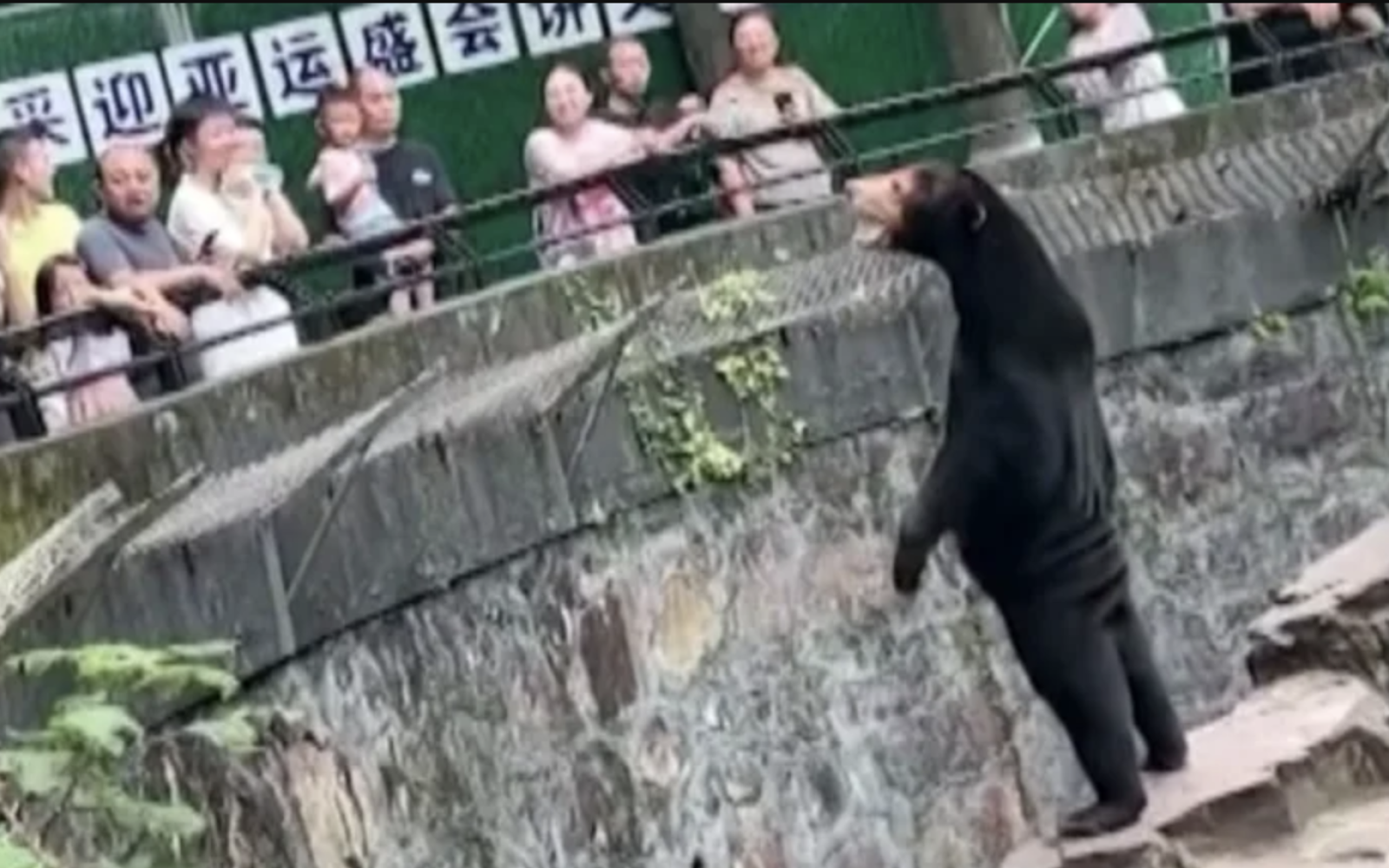 Sun Bear in China accused of being fake