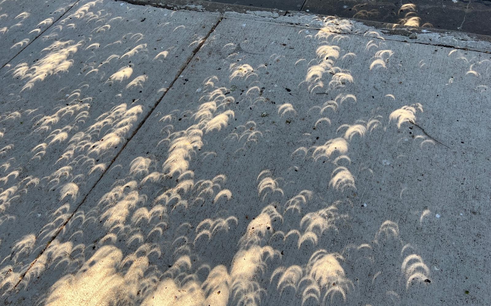 leaf shadows show eclipse 14oct23 (LIVE! photo Yantis Green)