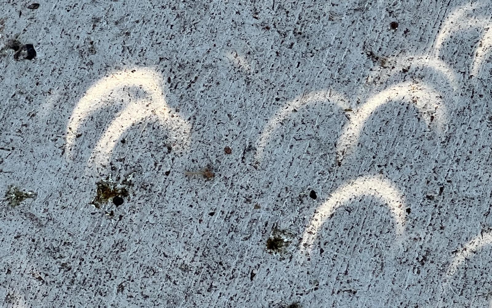 Leaf Shadow During Solar Eclipse 14oct23 (LIVE! photo Yantis Green)