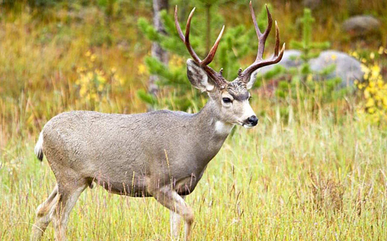 A Mule Deer