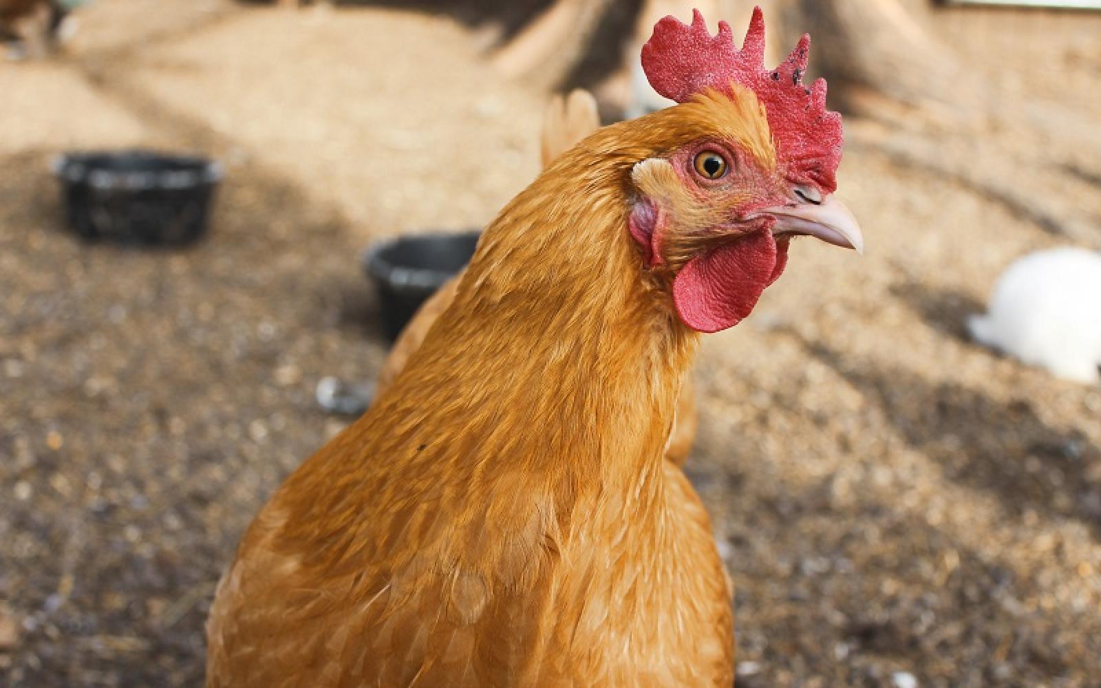 Dry Rooster (Courtesy Oak Hill Homestead)