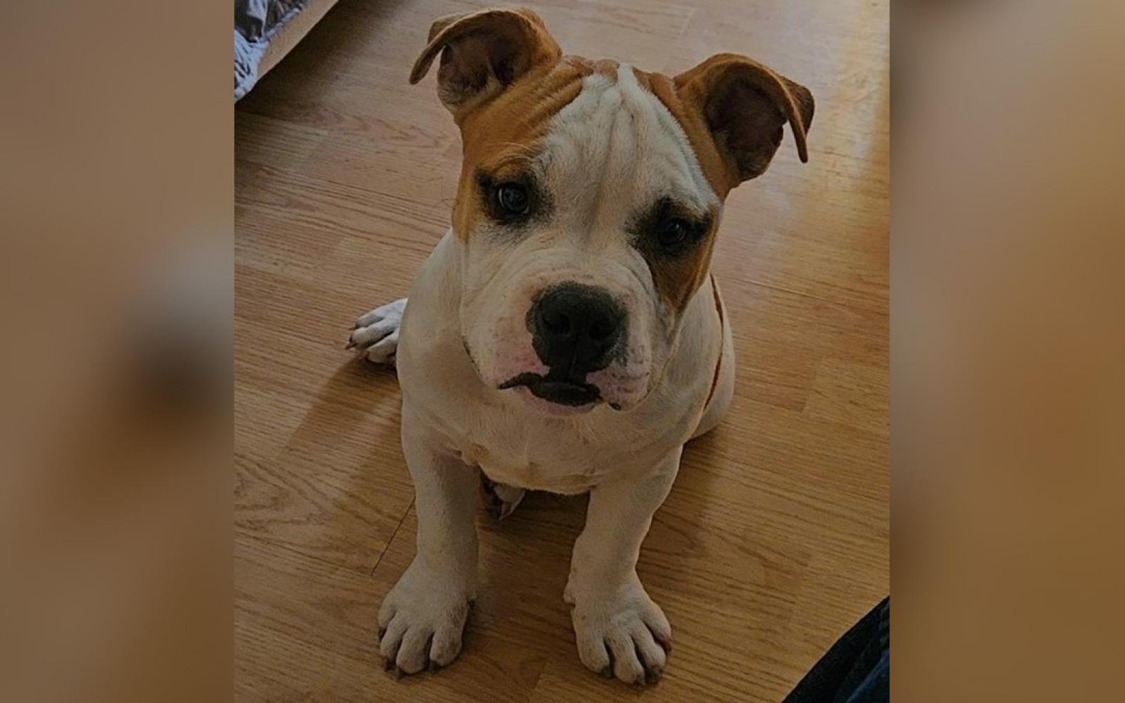 Chicharron, a 9-month-old Pitbull puppy, beloved family member of Mari Deleon and her husband, met a tragic and brutal end, stirring a wave of grief and outrage.