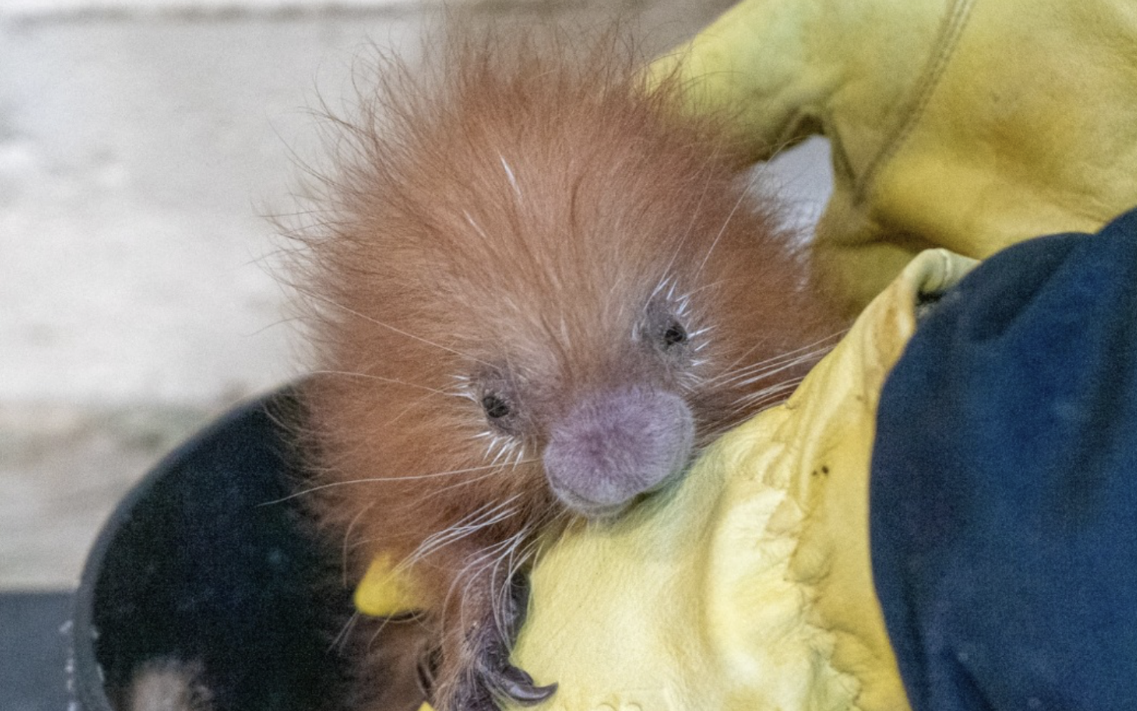 Buscuit, Abilene Zoo's baby prehensile-tailed porcupine