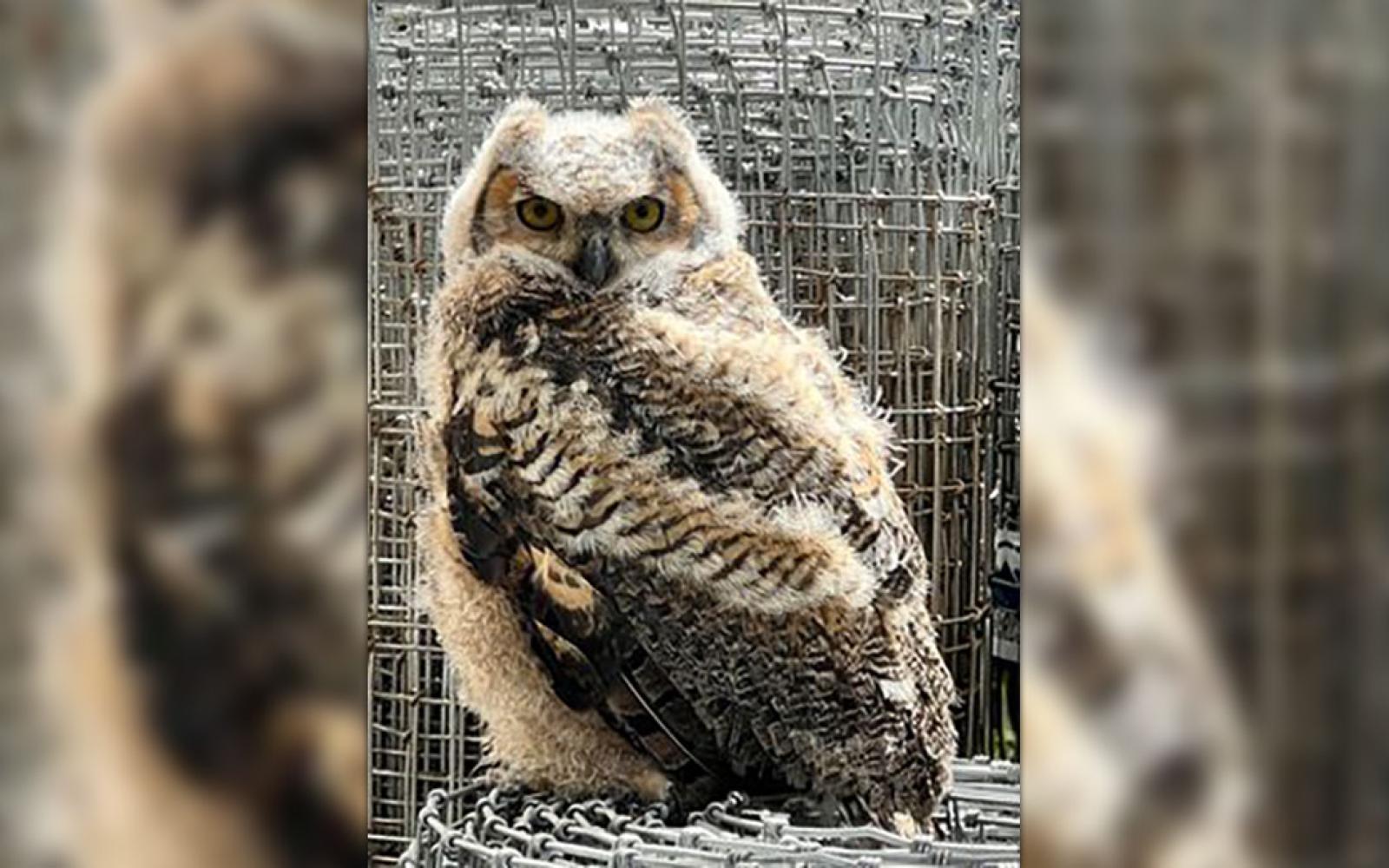A photo of an owl spotted inside the garden center at Lowe's Home Improvement in San Angelo on Feb 25, 2024.