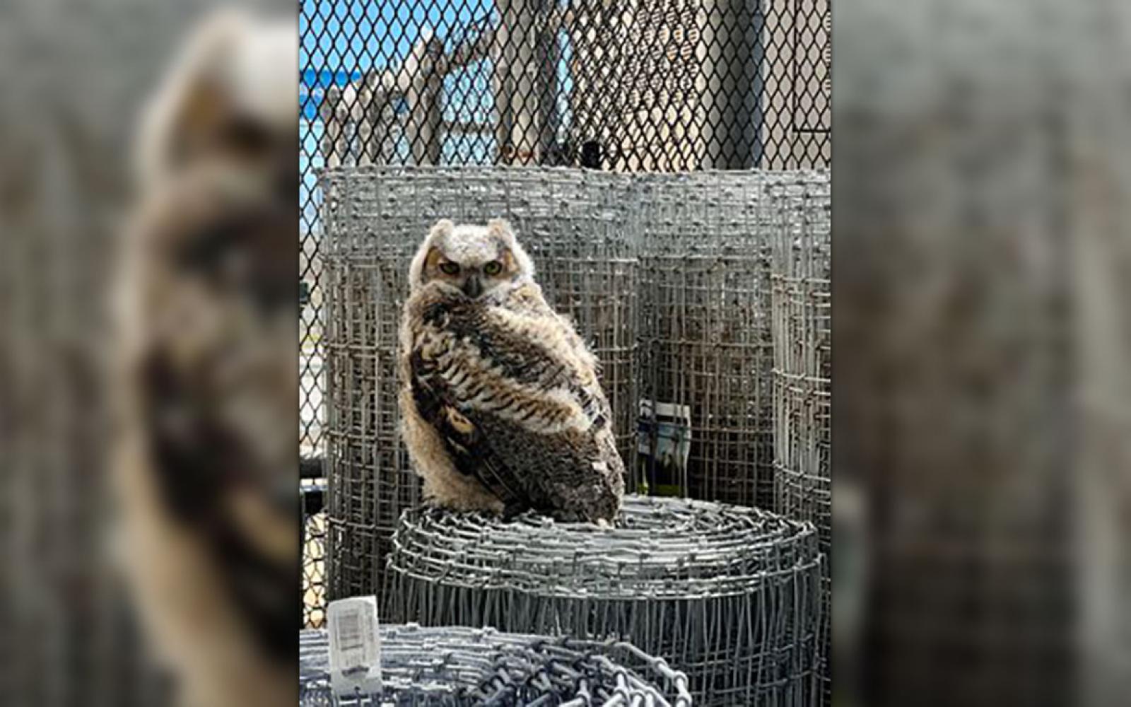 A photo of an owl spotted inside the garden center at Lowe's Home Improvement in San Angelo on Feb 25, 2024.