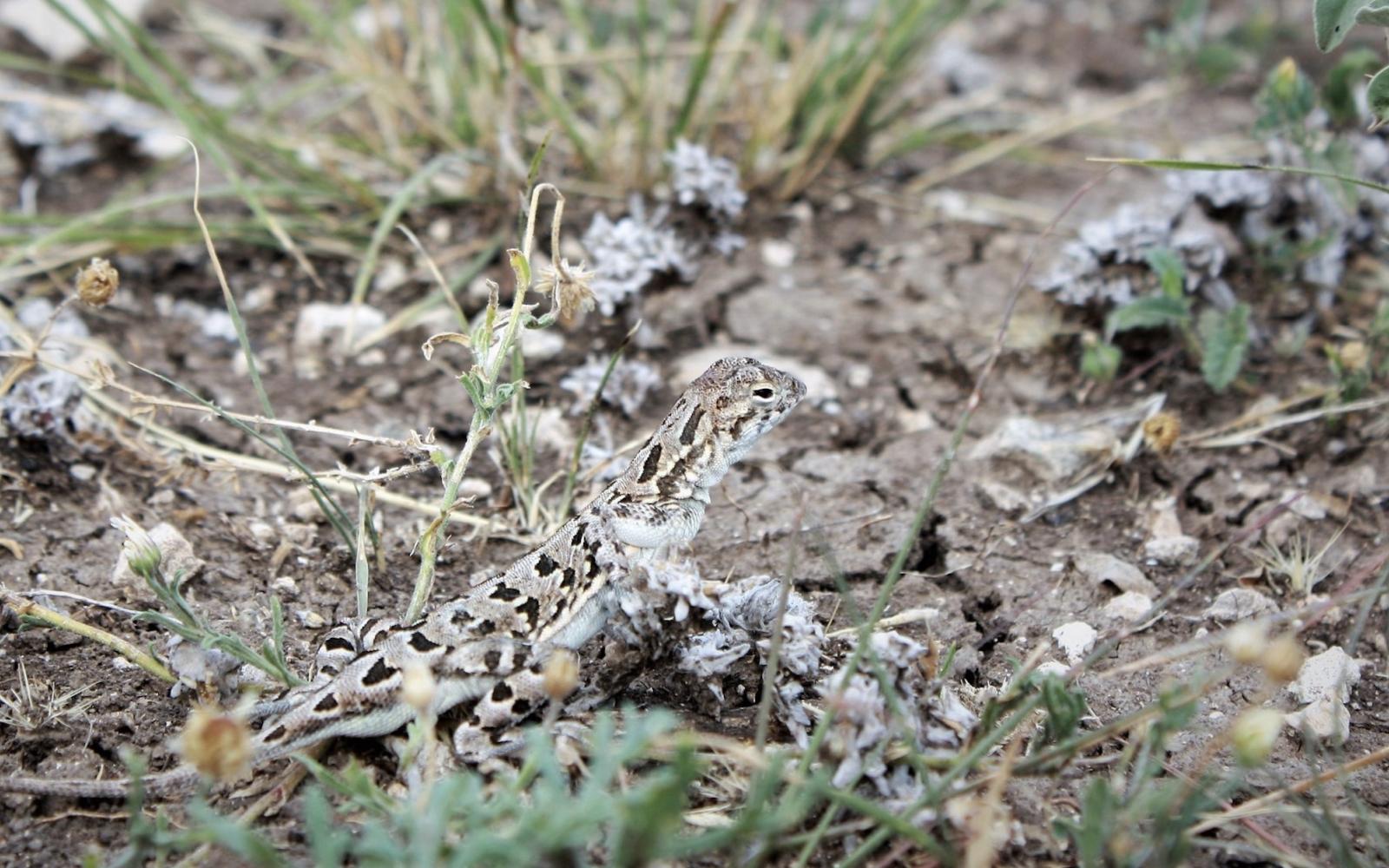 Plateau Spot-tailed Earless Lizard